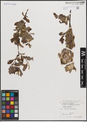 Foto von Salix cinerea L.